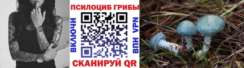 Галлюциногенные грибы Psilocybe  купить наркотики цена  mega ТОР  Новошахтинск 