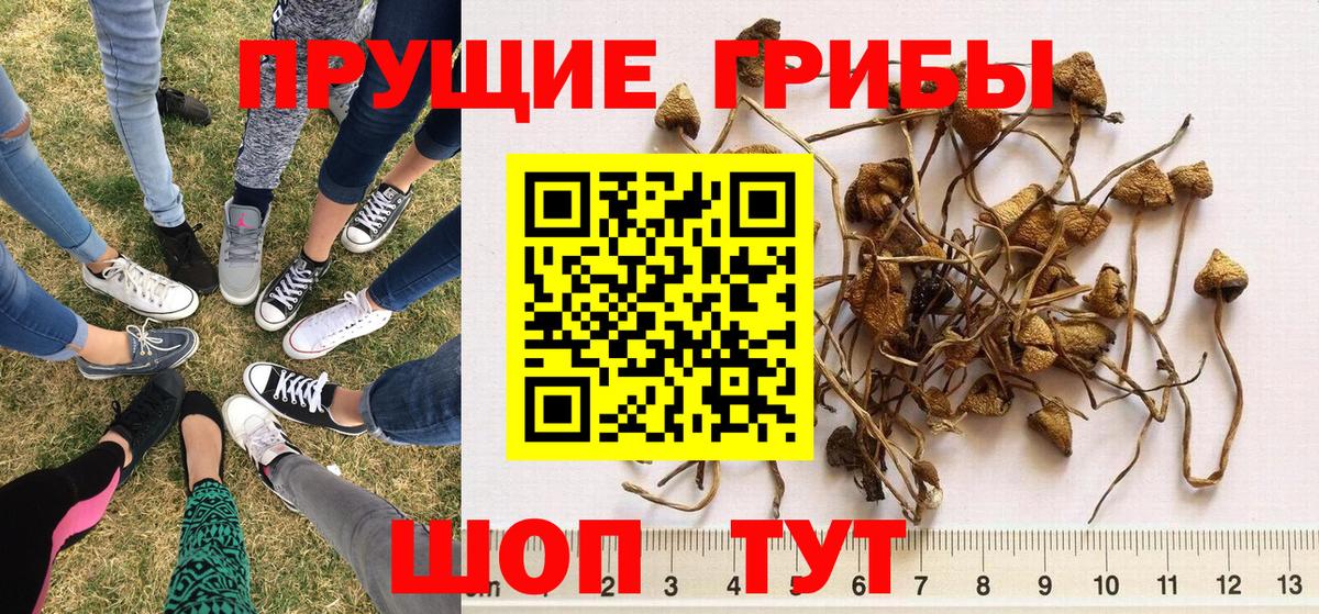 Новошахтинск  Псилоцибиновые грибы Psilocybe  Вход с VPN 